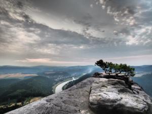 a rock with two trees on top of it at Gästezimmer Stadtmitte im EG in Bad Schandau +6 photos