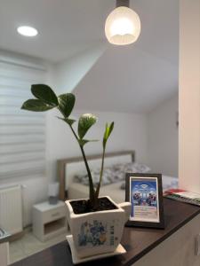 a potted plant in a pot on a table at Apartman Diamond LUX in Surčin +18 photos