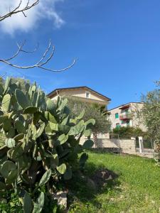 a prickly plant in front of a building at Bella Trinacria in Aragona