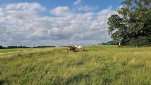 two horses grazing in a field of tall grass at Heimat in Karstädt