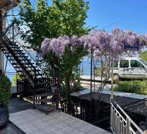 a bench and a tree with purple flowers at Sonce Guest House in Ohrid