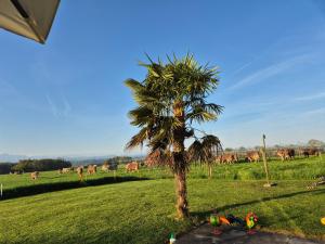 a palm tree in front of a field with cows at JM Swiss Space Hostel in Langrickenbach