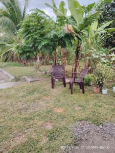 two benches sitting in the grass under a tree at Jadash house in David +1 photo