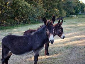 two donkeys standing next to each other in a field at Sugar Hut by Tiny Away in Great Horkesley +3 photos