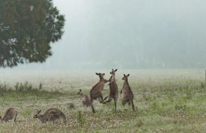 a group of kangaroos standing in a field at Gumnut by Tiny Away in Kangaroo Valley