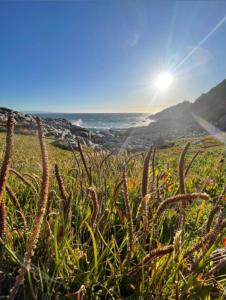 a field of grass with the ocean in the background at Cabañas y Lodges de Playa Ritoque RITOKAZO in Quintero