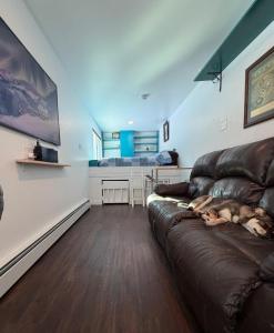 a dog laying on a couch in a living room at Cozy Container in Soldotna