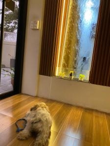 a dog laying on the floor in front of a window at Casa Sandrine resort in Malolos +1 photo