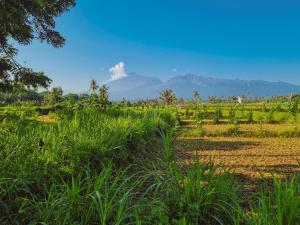a field with green grass and mountains in the background at Konbayan Forest Stay in Bayan