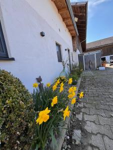a bunch of yellow flowers next to a building at Panoramablick am Herzoghof in Obing