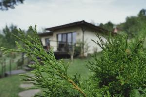 a house with a tree in front of it at Forest House Doftana in Teşila