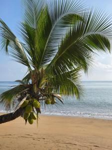a palm tree on a beach with the ocean at ITAMPOLO Suites & Lodges in Nosy Be +13 photos