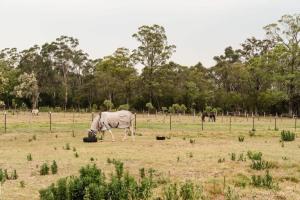 a horse standing in a field eating grass at Odyssean Tiny House A by Tiny Away in Cessnock