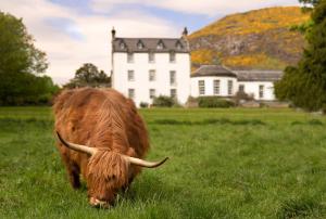 a cow grazing in a field in front of a house at Prestonfield House in Edinburgh +40 photos