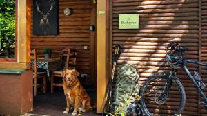a dog is standing in the doorway of a house at Großes Ferienhaus Bucheneck für Gruppen, Familien & Firmen 7 Schlafzimmer 3 Bäder große Terrasse nahe Rhododendronpark Kromlau in Kromlau +58 photos