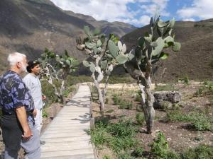 two men standing on a wooden walkway next to trees at JJ Guest House Kuelap in Nuevo Tingo
