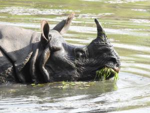 a rhino in the water with grass in its mouth at YHA Backpacker Hostel Sauraha in Sauraha