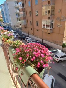 a balcony with pink flowers on a city street at Glamonia rooms in Campobasso