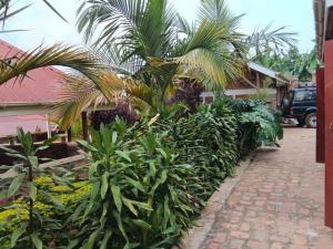 a row of plants in front of a building at Aunties Resort - Orutindo Kids Tantenlodge in Muhanga +39 photos