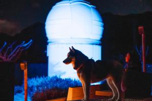 a dog is standing in front of a lighthouse at TAIGA Bassegoda Park in Albanya