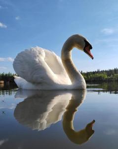a swan swimming in the water with its reflection at L'Escale au Lac - Vue panoramique - parking & plage privés in Duingt
