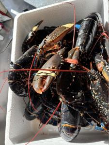 a bunch of lobsters in a box at Achness Hotel in Lairg +3 photos