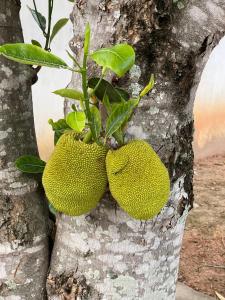 a tree with a plant growing out of it at Villa Serrinha - Sitio Paraiso in Serrinha