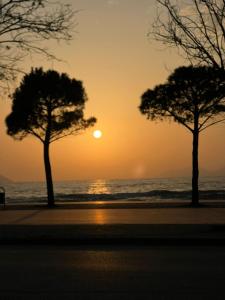 two trees on the beach at sunset at Salt & Serenity Apartment in Orikum