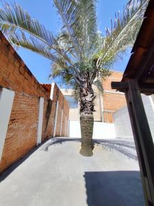 a palm tree in the middle of a courtyard at Aconchego 3 - Self Check-in in Presidente Prudente