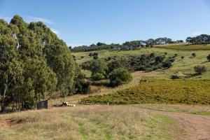 a field with trees and a dirt road at Pedlar Creek Tiny House by Tiny Away in McLaren Vale