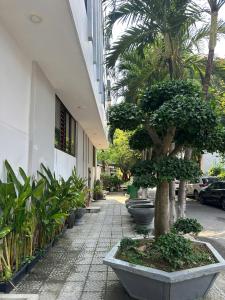 a tree in a pot on a sidewalk next to a building at Hotel ĐÁ ĐỎ in Danang