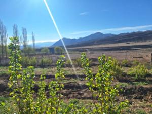 a field with plants in the foreground and mountains in the background at Miyar Farmhouse in Ak-Say +5 photos
