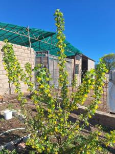 a tree with yellow flowers in front of a building at Miyar Farmhouse in Ak-Say