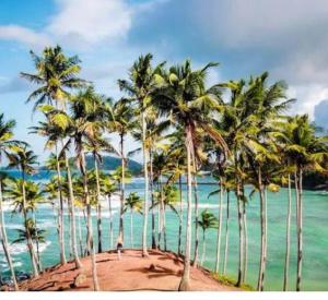 a group of palm trees on a beach with the ocean at brun & browns in Matara