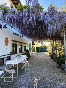 a dog sitting under a pergola covered in purple wisteria at La Locanda Del Tevere Slow tourism near Rome in Fiano Romano