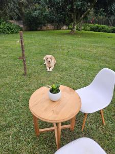 a dog standing in the grass behind a table and chair at Little Oasis in Hilton