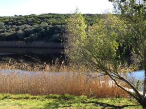 a body of water with tall grass and a tree at Long Thin Farm in Stilbaai +23 photos