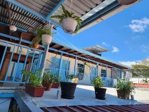 a porch with potted plants on a blue building at Hostel Samara in Sámara