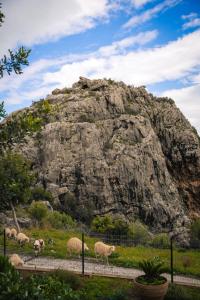 a group of sheep standing in front of a mountain at Vrachos Nature Lodges PRINOS 3, Private pool in Agia Galini