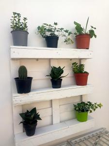 a bunch of potted plants on a white shelf at Casa Vacanze da Lui' in Torre Lapillo