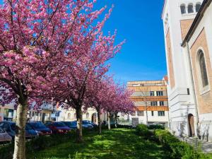 Eine Baumreihe mit rosa Blüten vor einer Kirche in der Unterkunft SERVUS HOMES Schönbrunn I Top-Lage & Metro in Wien