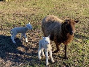 a brown sheep and two baby lambs in a field at La pautière in Saint-Sauveur-Lendelin +5 photos