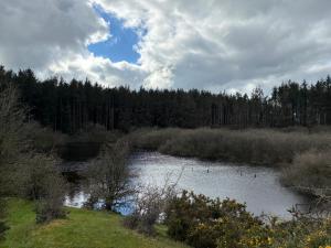 a pond with ducks in the water and trees at Hillside Pod in Oswestry