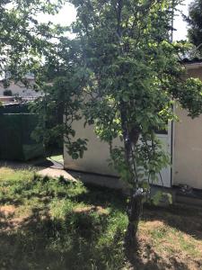 a small tree in a yard next to a house at Studio cosy in Orly