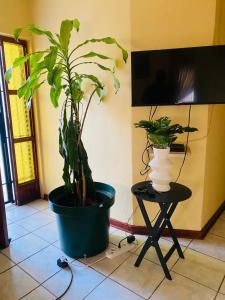 two potted plants sitting on a table in a room at Phumula Home in Mbabane