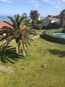 a palm tree in the grass next to a swimming pool at casa del pescatore in San-Nicolao