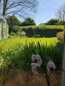a view of a garden with flowers in the grass at Beechcroft 2 bed part house in Callington