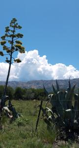 a prickly plant in a field next to a tree at Mostepa in Carpintería