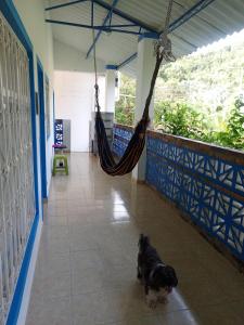 a dog standing in a hallway with a hammock at Ecocamping oasis in San Francisco