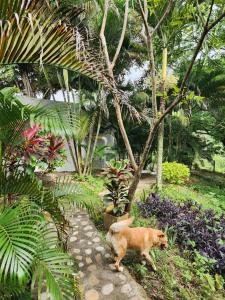 a dog walking down a path in a garden at Hotel OK El Edén in Tocaima